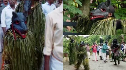 ഈര്ക്കിലി കളഞ്ഞ തെങ്ങോല ധരിച്ച് കരടി, ചായംതേച്ച് തോക്കേന്തി വേട്ടക്കാരന്; അരിനല്ലൂരില് കരടിയിറങ്ങി