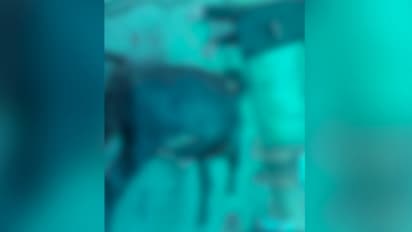 Kerala: Man kills one cow, injures five using machete following dispute over cattle rearing in Ernakulam