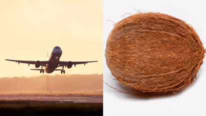 വിമാനത്തിൽ തേങ്ങ കൊണ്ടുപോകുന്നത് തെറ്റാണോ? പിടിക്കപ്പെട്ടാൽ എന്തുസംഭവിക്കും?