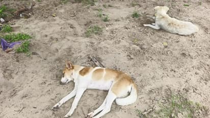 പായൽക്കുളങ്ങര ക്ഷേത്ര മൈതാനത്ത് അവശരായി നിരവധി നായ്ക്കൾ, പിന്നാലെ 11 എണ്ണം ചത്തുവീണു, വിഷം നൽകിയതെന്ന് സംശയം