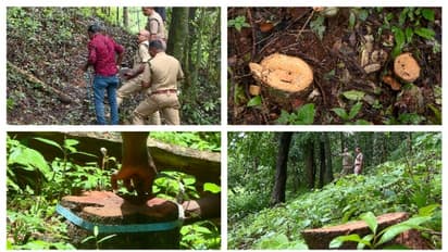 വയനാട് തലപ്പുഴയിലെ മരംമുറി; അന്വേഷണമാരംഭിച്ച് പ്രത്യേക അന്വേഷണ സംഘം; 10 ദിവസത്തിനുള്ളിൽ റിപ്പോർട്ട്