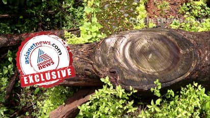 ആനമതിൽ നിർമ്മാണത്തിൻ്റെ പേരിൽ ആറളം വനത്തിൽ മരംമുറി; വിജിലൻസ് റിപ്പോർട്ട് കിട്ടിയിട്ടും നടപടിയില്ല