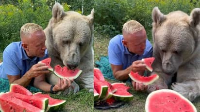 ഇതിനി വല്ല നായയുമാണോ? തണ്ണിമത്തൻ ആസ്വദിച്ച് കഴിക്കുന്ന കരടി, ഇണക്കം കണ്ട് അമ്പരന്ന് നെറ്റിസൺസ്