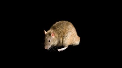 வீட்டில் 'எலிகள்' அட்டகாசமா? 1 ஸ்பூன் வத்தல் பொடியில் ஓட ஓட விரட்டலாம்!!