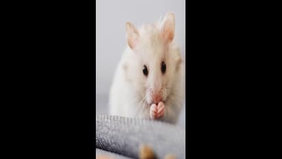 வீட்டில் எலி தொல்லையா? கற்பூரத்தை இப்படி யூஸ் பண்ணுங்க; ஓடிவிடும்!