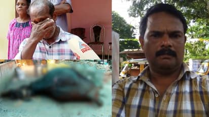 പിറവത്ത് ഗര്ഭിണിയായ പശുവിനെ വെട്ടിക്കൊന്നു, ആക്രമണം തടയാനെത്തിയ ഉടമക്കും ഭാര്യക്കും പരിക്ക്, പ്രതി റിമാൻഡിൽ