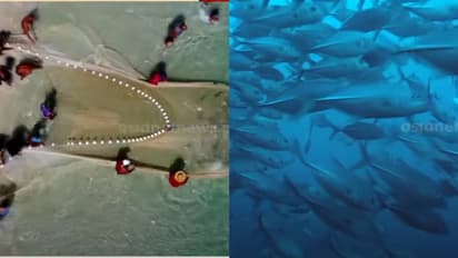 മത്സ്യ കയറ്റുമതിയെ പ്രതിസന്ധിയിലാക്കും, നഷ്ടം കോടികൾ; കുരുക്കായി അമേരിക്കയുടെ സസ്തനി സംരക്ഷണ നിയമം