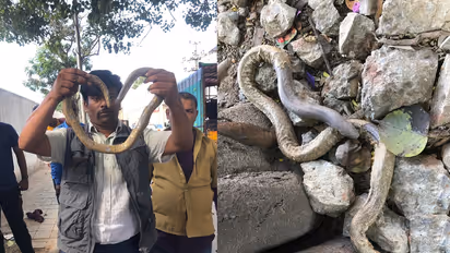 Bengaluru: Rare two-headed snake found near Majestic railway station, rescued