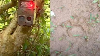 വളര്‍ത്തുനായകളേയും തെരുവുനായകളേയും കാണാതാകുന്നു, 4 ക്യാമറ വച്ചെങ്കിലും ഒന്നും പതിഞ്ഞില്ല; പുലിപ്പേടിയിൽ ഗ്രാമം