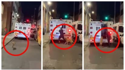 ആശുപത്രിയിലേക്ക് പോകുന്ന ഉടമയെ പിന്തുടർന്ന നായയെയും ആംബുലന്‍സിൽ കയറ്റി ഡ്രൈവർ; കൈയടിച്ച് സോഷ്യൽ മീഡിയ