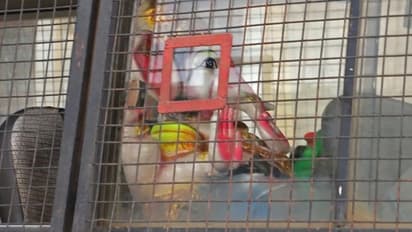 ಭಯ ಹುಟ್ಟಿಸುತ್ತಿದೆ ಪೊಲೀಸ್ ಕಸ್ಟಡಿಯಲ್ಲಿ ಗಣೇಶ, ಕಾಂಗ್ರೆಸ್ ಸರ್ಕಾರ ವಿರುದ್ಧ ತೇಜಸ್ವಿ ಸೂರ್ಯ ಆಕ್ರೋಶ!