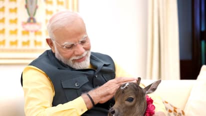 PM Modi welcomes new born calf to Lok Kalyan Marg residence (WATCH)