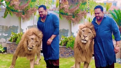 ഒന്നുമില്ലെങ്കിലും ഞാൻ കാട്ടിലെ രാജാവല്ലേടോ? സിംഹത്തിനൊപ്പം നടന്ന് യുവാവ്, വീഡിയോയ്‍ക്ക് വിമർശനം