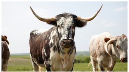 പ്രതിവര്‍ഷം 4,000 ആക്രമണങ്ങള്‍; എല്ലാറ്റിനും ഉത്തരവാദികള്‍ 'കൊലയാളി പശു'ക്കളെന്ന് യുകെ