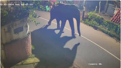 പേരാമ്പ്രയിൽ കാട്ടാന ഇറങ്ങി, നഗരത്തിനോട് ചേർന്ന ഭാഗത്ത് ആനയെ കണ്ടത് നടക്കാനിറങ്ങിയ നാട്ടുകാർ