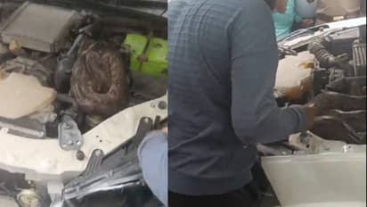 ഏഴടി നീളം, കാറിന്റെ ബോണറ്റ് തുറന്ന മെക്കാനിക്ക് പേടിച്ച് പിന്നിലോട്ട്, വീഡിയോ വൈറൽ