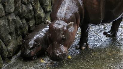 Moo Deng's viral fame leads to harassment: Zoo calls for respect for baby hippo