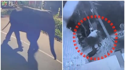 കോഴിക്കോട് പേരാമ്പ്രയില് ജനവാസ മേഖലയിൽ കാട്ടാനയിറങ്ങി; ആശങ്കയോടെ നാട്ടുകാർ, ജാഗ്രതാ നിര്ദേശം