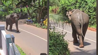 തിരുവോണ ദിനത്തിൽ പേരാമ്പ്രയെ ഭീതിയിലാഴ്ത്തി കാട്ടാനയുടെ പരാക്രമം; മണിക്കൂറുകൾക്കൊടുവിൽ കാട്ടിലേക്ക് തുരത്തി