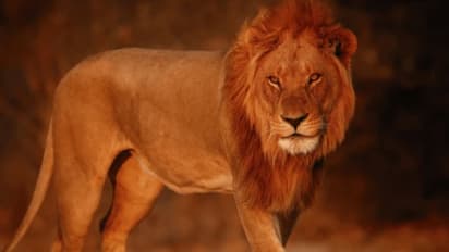 പരിശീലകൻ വളർത്തുന്ന സിംഹത്തിന്റെ ആക്രമണത്തിൽ 17കാരന് ഗുരുതര പരിക്ക്; തലക്കും മുഖത്തും ആഴത്തിൽ മുറിവേറ്റു