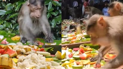 തൂശനിലയിട്ട് ഉപ്പിടാത്ത ചോറും 14 ഇനം വിഭവങ്ങളും, വയറുനിറച്ചുണ്ട് കുരങ്ങന്മാർ, മനം നിറഞ്ഞ് കുട്ടികളും