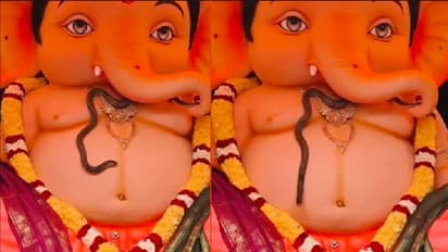 ಗಣಪತಿ ಬಪ್ಪನ ನೋಡಲು ಬಂದ ನಾಗರ: ತಿರುಪತಿ ವೀಡಿಯೋ ಸಖತ್ ವೈರಲ್