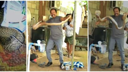 പിടിക്കാൻ നോക്കിയപ്പോൾ ചീറ്റി, പോകാൻ കൂട്ടാക്കാതെ അടുക്കളയിൽ ഒളിച്ച മൂർഖൻ; അത്ഭുതകരമായി രക്ഷപ്പെട്ട് വീട്ടുകാർ