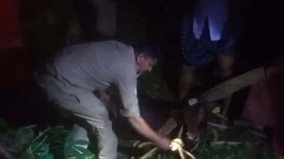 35 അടി താഴ്ച്ച, ഒന്നര ആള് പൊക്കം വെള്ളം; കിണറ്റിലേക്ക് അബദ്ധത്തിൽ പശുക്കുട്ടി വീണു, രക്ഷക്കെത്തി ഫയര്ഫോഴ്സ്