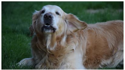 മൂന്ന് വർഷത്തെ കാത്തിരിപ്പ്, ഗർഭധാരണം, പക്ഷേ അയൽവാസിയുടെ നായ ആക്രമിച്ചതോടെ അലസി; ഒടുവിൽ 10 ലക്ഷം നഷ്ടപരിഹാരം 