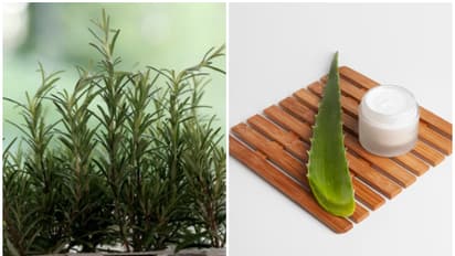 Rosemary to Aloe Vera: 5 Essential plants that promote hair growth