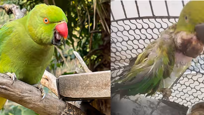 21 വയസുള്ള തത്തയുടെ കഴുത്തിൽ ട്യൂമർ, 2 മണിക്കൂർ നീണ്ട ശസ്ത്രക്രിയ വിജയം; 20 ഗ്രാം തൂക്കം വരുന്ന മുഴ നീക്കി!