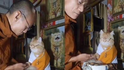 അമ്പമ്പോ, ശരിക്കും ഈ പൂച്ചയൊരു ബുദ്ധസന്യാസിയാണോ? അമ്പരപ്പിക്കുന്ന വീഡിയോ വൈറൽ