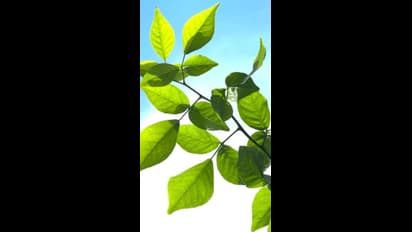 ಶಿವನಿಗೆ ಪ್ರಿಯವಾದ ಬಿಲ್ವಪತ್ರೆಯ ಆರೋಗ್ಯ ಪ್ರಯೋಜನಗಳು 