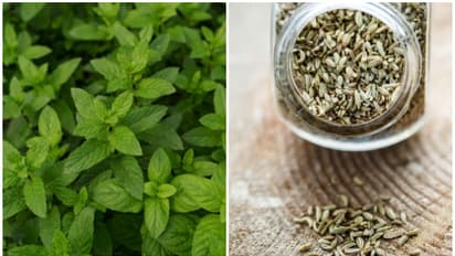 Mint to Fennel: 5 Natural herbs that effectively eliminate bad breath without chemicals