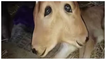 ഒരു ശരീരം ഇരുതല; കർണ്ണാടകയിലെ മംഗളൂരുവില്‍ ഇരട്ട തലയോടെ ജനിച്ച പശുക്കുട്ടിയെ കാണാന്‍ ജനത്തിരക്ക്  