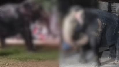 താമസിപ്പിച്ച ഷെഡിന് തീപിടിച്ചു, 30 ശതമാനത്തിലേറെ പൊള്ളലേറ്റ് 'സുബ്ബുലക്ഷ്മി' മടങ്ങി, പ്രതിഷേധം