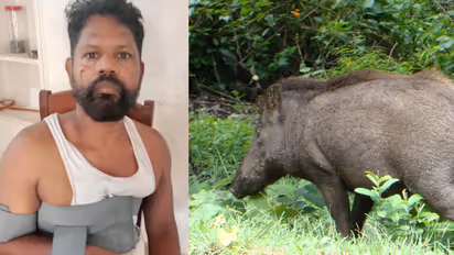  ചായക്കട തുറക്കാനായി പുലര്‍ച്ചെ പുറപ്പെട്ടു, കാട്ടുപന്നിക്കൂട്ടം സ്കൂട്ടർ കുത്തിമറിച്ചു, 54 കാരന് പരിക്കേറ്റു