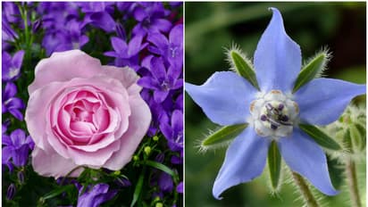 Borage to Rose: Know these 7 edible flowers and their benefits