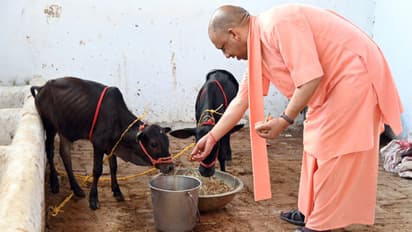 CM Yogi visits Gorakhnath Temple, feeds jaggery to a pair of Punganur cow calves from Andhra
