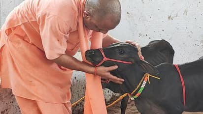CM Yogi Adityanath: அரிய வகை புங்குனூர் பசுவை அரவணைத்து உணவு வழங்கிய முதல்வர் யோகி ஆதித்யநாத்!