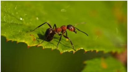 Why red ants invade your kitchen and how to prevent them