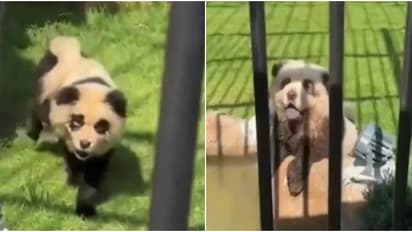 ഒറ്റനോട്ടത്തിൽ പാണ്ട, പക്ഷേ കുരയ്ക്കും!; ചൈനയിലെ മൃഗശാല ചെയ്ത പണി കണ്ടോ? കയ്യോടെ പൊക്കി സഞ്ചാരികൾ