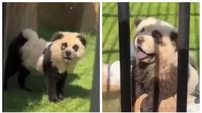 പാണ്ടയെ കിട്ടിയില്ല, ചൗ ചൗസ് നായ്ക്കളെ പെയിന്റടിച്ച് പ്രദർശിപ്പിച്ച് ചൈനീസ് മൃഗശാല; രൂക്ഷവിമർശനം