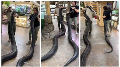 കൂറ്റന്‍ പെരുമ്പാമ്പുകളെ തോളിലിട്ട് വലിച്ച് കൊണ്ട് പോകുന്ന അച്ഛനും മകളും; കണ്ണ് തള്ളി സോഷ്യല്‍ മീഡിയ 