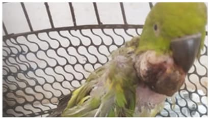 21 വയസുള്ള തത്തയുടെ കഴുത്തിൽ നിന്നും 20 ഗ്രാമോളം വളർന്ന ട്യൂമര് ശസ്ത്രക്രിയയിലൂടെ നീക്കി