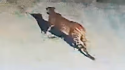 Bengaluru: Leopard spotted roaming around DMart in Electronic City; locals on edge