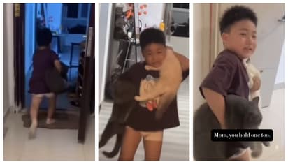 ഭൂകമ്പത്തിനിടെ തന്‍റെ പൂച്ചകളെ സംരക്ഷിക്കാനോടുന്ന കുട്ടി; വീഡിയോ ഏറ്റെടുത്ത് സോഷ്യല്‍ മീഡിയ 