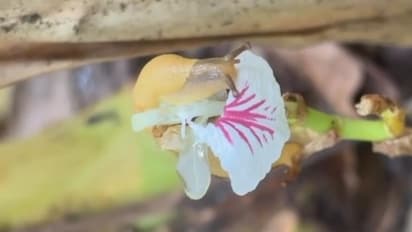 കാട്ടുപന്നിയും കുരങ്ങും ചെടിയും കായും കൊണ്ടുപോകും പൂവ് വിരിഞ്ഞാൽ ഒച്ചും, വലഞ്ഞ് ഏലം കർഷകർ 