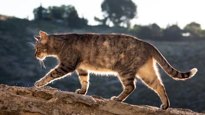 വെറും 'പൂച്ച നടത്തം' അല്ല, അപൂർവ്വ സംഭവം; 1287 കിലോമീറ്റർ താണ്ടി റെയ്നെ എത്തി, 2 മാസത്തിനിപ്പുറം സ്നേഹസമാഗമം