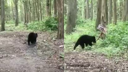 വാല്പ്പാറയിൽ തൊഴിലാളികള്ക്കുനേരെ പാഞ്ഞടുത്ത് കരടി; ആക്രമണത്തിൽ ഒരാള്ക്ക് പരിക്ക്